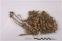 藏品(島衣屬)的圖片